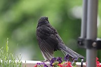 Amselmännchen trocknet seine Federn nach einem Regenguss Bild: Amselmännchen trocknet seine Federn nach einem Regenguss