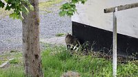 Wer ist hier der Jäger? Bild: Wer ist hier der Jäger?