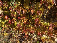 Bild: Herbstimpressionen