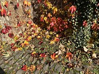 Bild: Herbstimpressionen