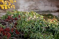 Bild: Herbstimpressionen