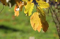 Bild: Herbstimpressionen