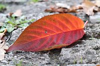 Bild: Herbstimpressionen