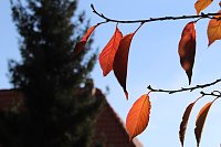 Bild: Herbstimpressionen