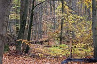 Bild: Herbstimpressionen