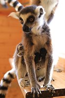 Bild: Kattaweibchen adoptiert fremdes Affenbaby