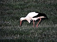 Bild: Am Stausee Kelbra