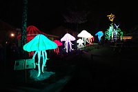 Bild: Peter Blei in den magischen Lichterwelten