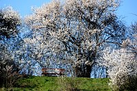 Bild: Osterspaziergang im Vorharz