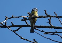 Bild: Osterspaziergang im Vorharz