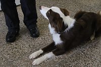 Bild: Besuch bei der Nordh&auml;user Hundestaffel