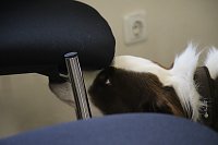 Bild: Besuch bei der Nordh&auml;user Hundestaffel