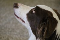Bild: Besuch bei der Nordh&auml;user Hundestaffel