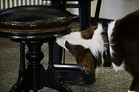 Bild: Besuch bei der Nordh&auml;user Hundestaffel