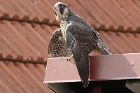 Bild: Junger Wanderfalke in Bad Langensalza