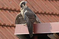 Bild: Junger Wanderfalke in Bad Langensalza