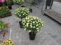 Bild: Blumen und mehr