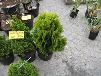 Bild: Blumen und mehr