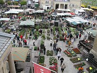 Bild: Blumen und mehr