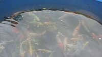 Bild: Fischerfest Auleben