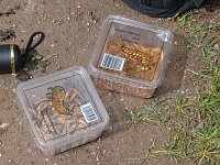 Bild: Fischerfest Auleben