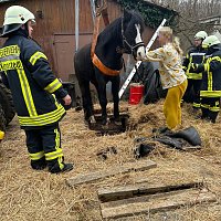 Das Pferd war in eine frühere, jetzt leere, Güllegrube gerutscht. Bild: Das Pferd war in eine frühere, jetzt leere, Güllegrube gerutscht.