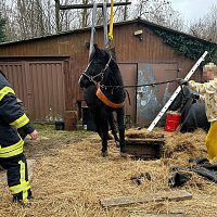 Das Pferd war in eine frühere, jetzt leere, Güllegrube gerutscht. Bild: Das Pferd war in eine frühere, jetzt leere, Güllegrube gerutscht.