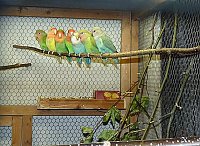 Bild: Vogelausstellung in Sondershausen