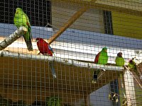 Bild: Vogelausstellung in Sondershausen