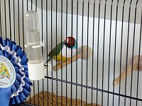 Bild: Vogelausstellung in Sondershausen