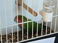 Bild: Vogelausstellung in Sondershausen