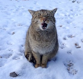Bild: Wildkatze