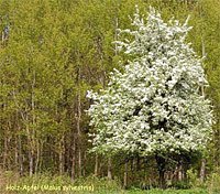 Bild: Wildapfel
