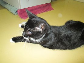 Bild: Blinde Katze