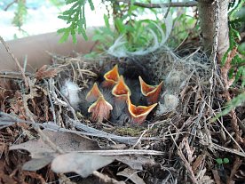 Bild: Bachstelzen Jungv&ouml;gel