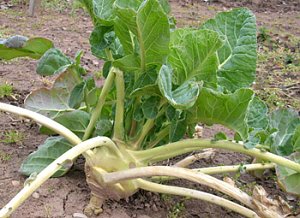 Kohlrabi überwintert