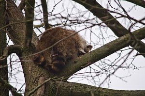 B&auml;renpark