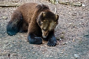 B&auml;renpark