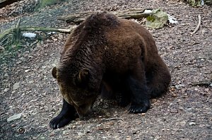 B&auml;renpark