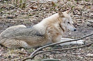 B&auml;renpark
