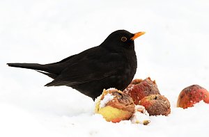 Winterv&ouml;gel z&auml;hlen: Amsel