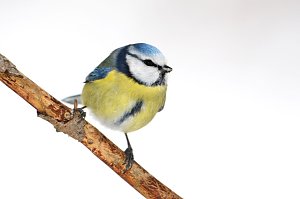 Winterv&ouml;gel z&auml;hlen: Blaumeise