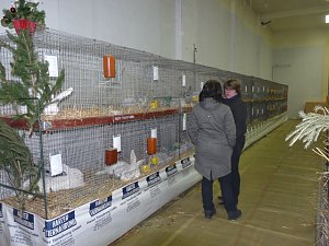 Rassekaninchenschau Kyffh&auml;userkreis