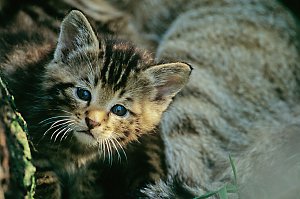 Wildkatzen