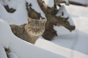 Wildkatzen