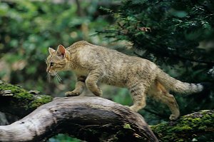 Wildkatzen