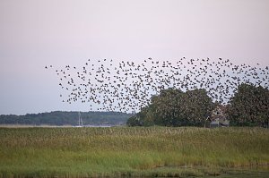 Zugv&ouml;gel erleben