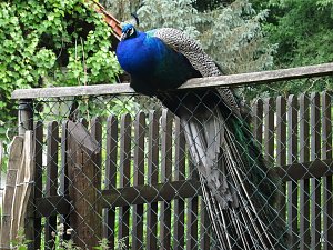 B&auml;renfest im B&auml;renpark