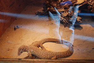 Welt der Reptilien in der Wiedingsburghalle