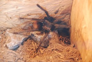 Welt der Reptilien in der Wiedingsburghalle